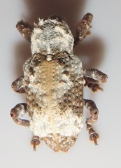 Paramecops stapeliae