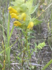 Rhinanthus serotinus aestivalis