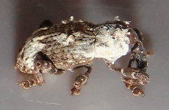 Paramecops stapeliae