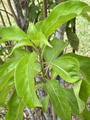 Hamelia cuprea