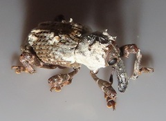 Paramecops stapeliae