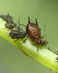 Aphis illinoisensis