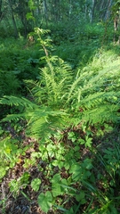 Athyrium filix-femina