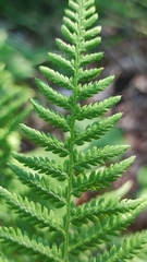 Athyrium filix-femina