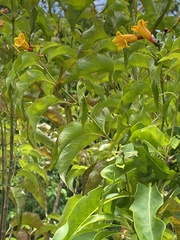 Hamelia cuprea