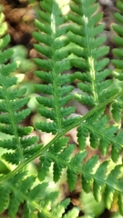 Athyrium filix-femina