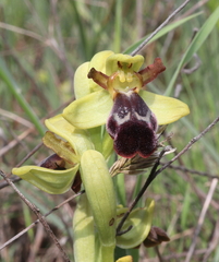 Ophrys vasconica