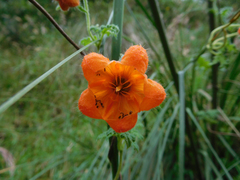 Caiophora contorta