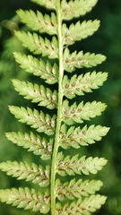 Athyrium filix-femina