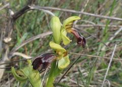 Ophrys vasconica