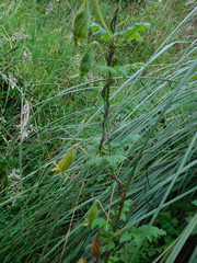Caiophora contorta