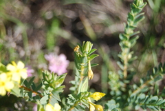 Gnidia styphelioides