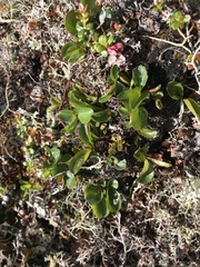Salix herbacea