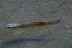 Fundulus heteroclitus