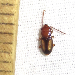 Laemophloeus terminalis
