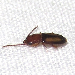 Laemophloeus terminalis