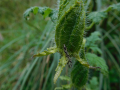 Caiophora contorta