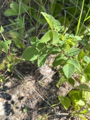 Xanthorhoe abrasaria