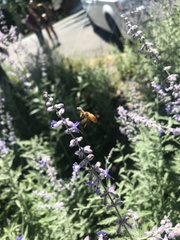Apis mellifera
