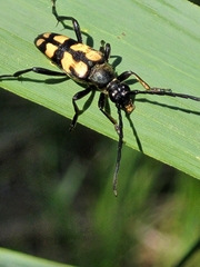 Leptura quadrifasciata