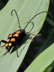 Leptura quadrifasciata