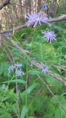 Lactuca sibirica