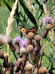 Vanessa cardui