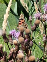 Vanessa cardui