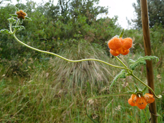 Caiophora contorta