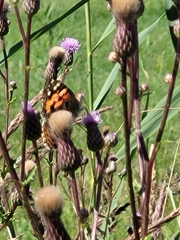Vanessa cardui