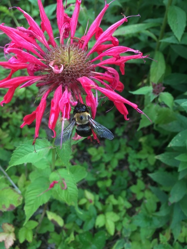 Eastern Carpenter Bee