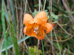 Caiophora contorta