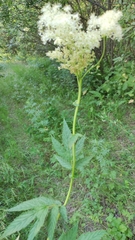 Filipendula ulmaria