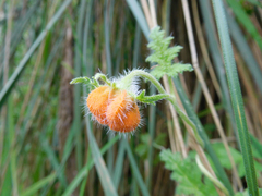 Caiophora contorta