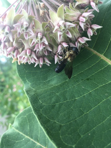 Sculptured Resin Bee