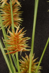 Cyperus retroflexus