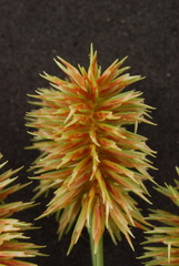 Cyperus retroflexus