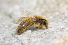 Colletes validus