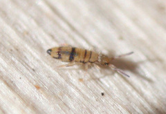 Entomobrya ligata