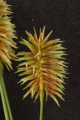 Cyperus retroflexus