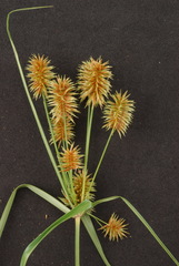 Cyperus retroflexus
