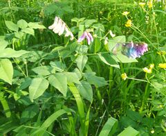 Vicia venosa