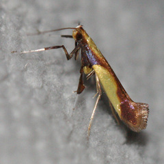 Caloptilia superbifrontella
