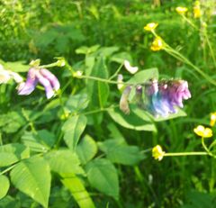 Vicia venosa