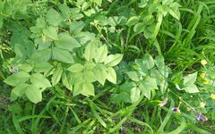 Vicia venosa