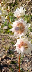 Serruria florida