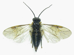 Pristiphora abietina