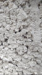Myrmicinae