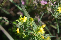 Gnidia styphelioides