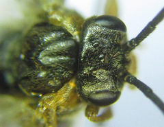 Pristiphora abietina